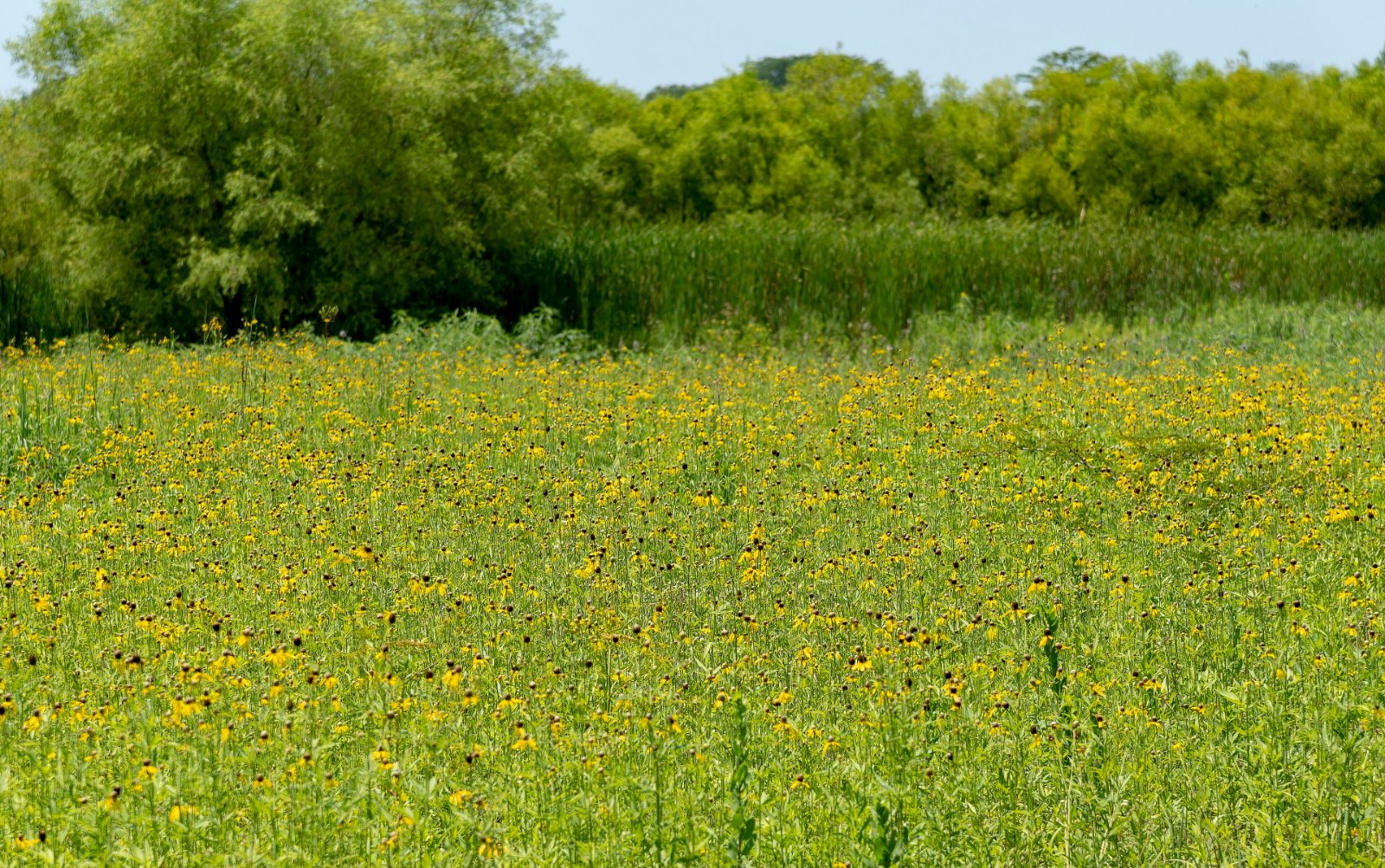 Wildflower prairie at Prairie Oaks Metro Park near Galloway, Ohio