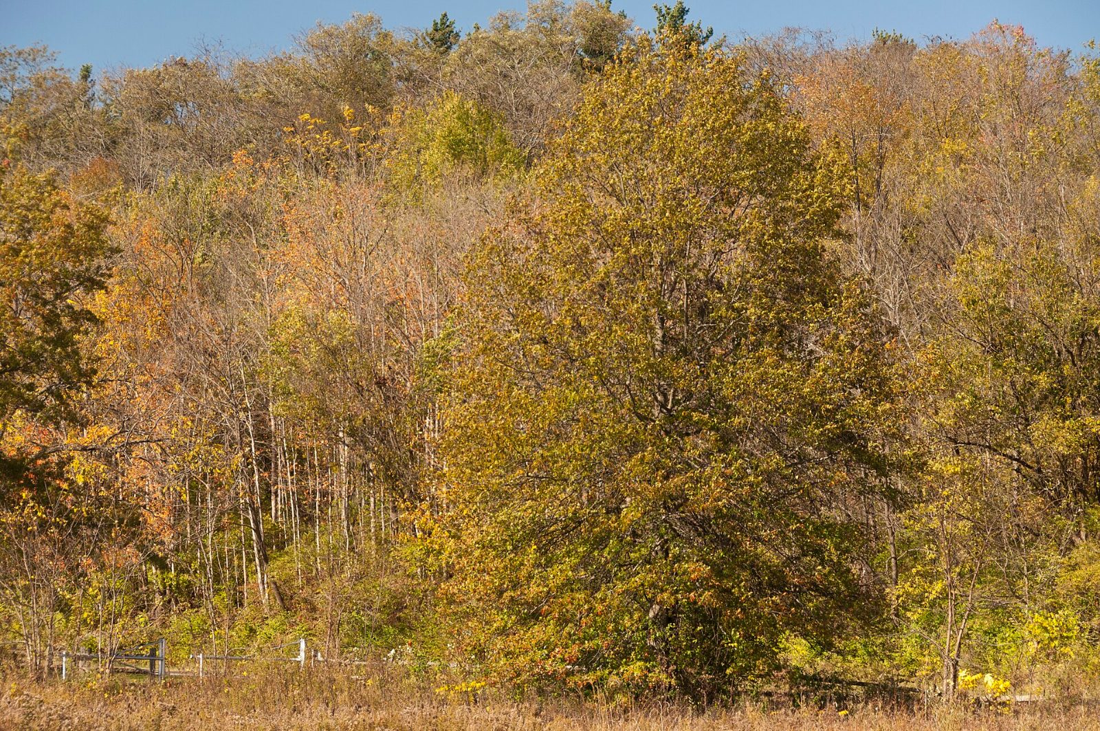 Autumn woods along Big Darby Creek at Battelle Darby Creek Metro Park near Grove City, Ohio